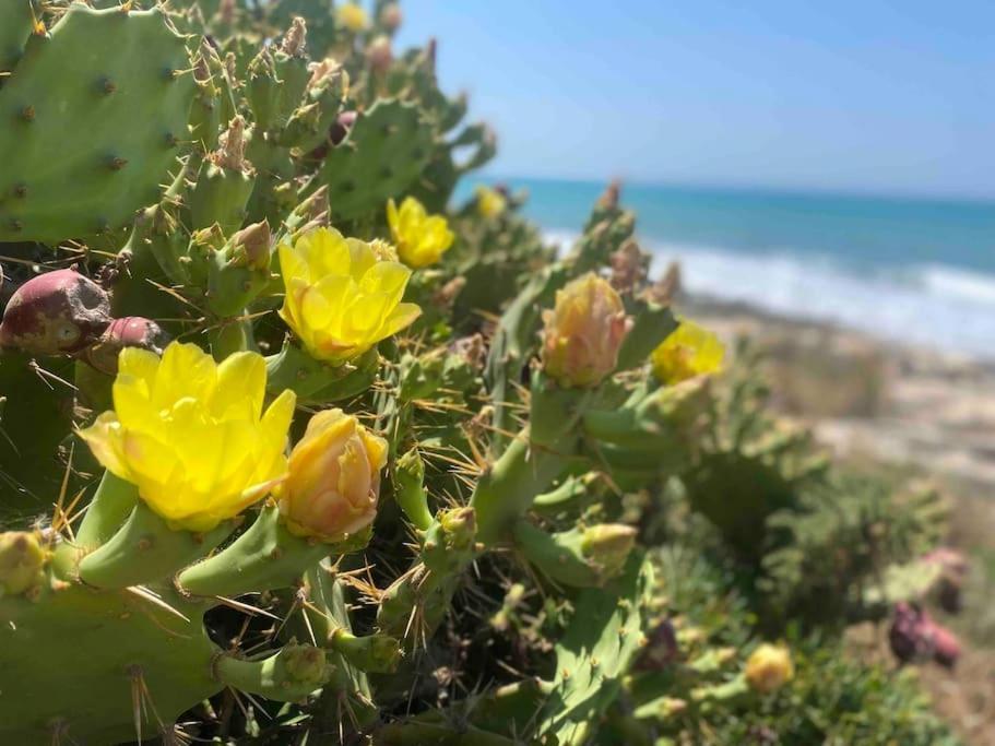 Ificumori, Campagna Ammare Villa Marina di Modica Dış mekan fotoğraf